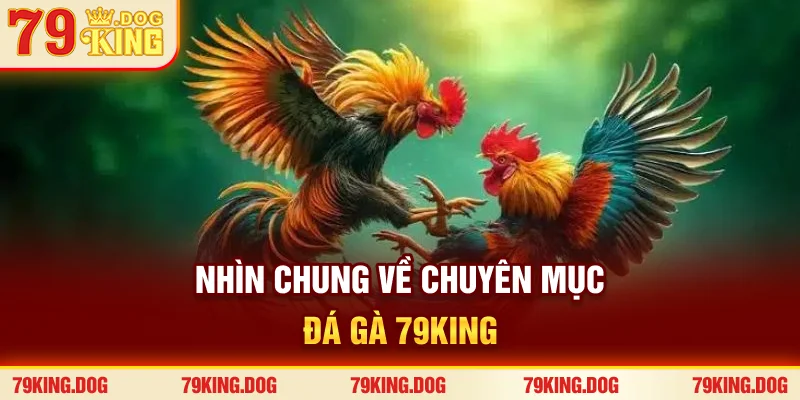 Nhìn chung về chuyên mục đá gà 79king Nhìn chung về chuyên mục đá gà 79king