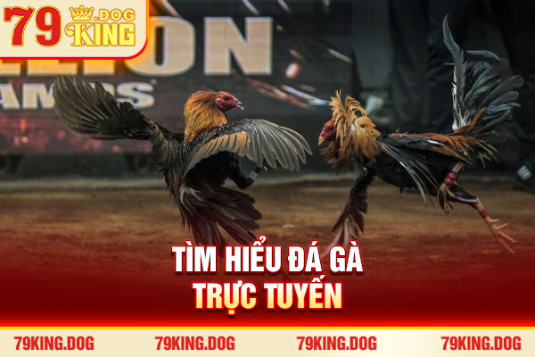 Tìm hiểu đá gà trực tuyến